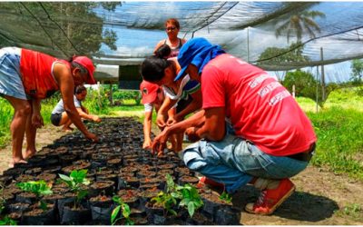 Confira avanços e desafios do Plano Plantar Árvores, Produzir Alimentos Saudáveis